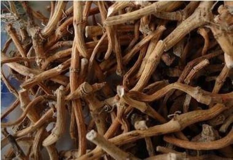 鱼腥草根干货量大从优常年经营中药材
