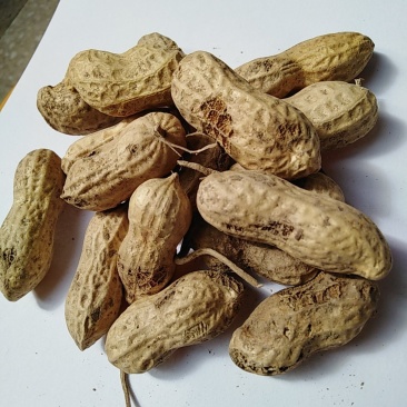鲁花八号果米饱满炒货的首选出油率高要货出手快抢，，
