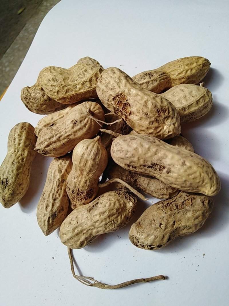 鲁花八号果米饱满炒货的首选出油率高要货出手快抢，，