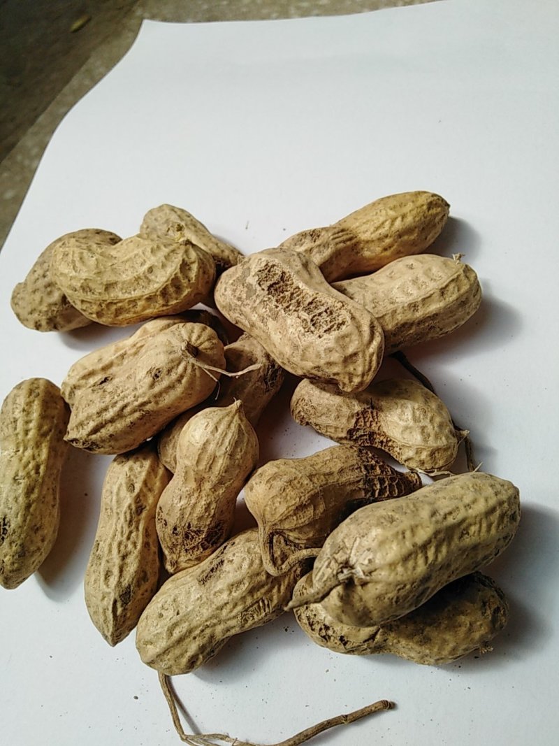 鲁花八号果米饱满炒货的首选出油率高要货出手快抢，，
