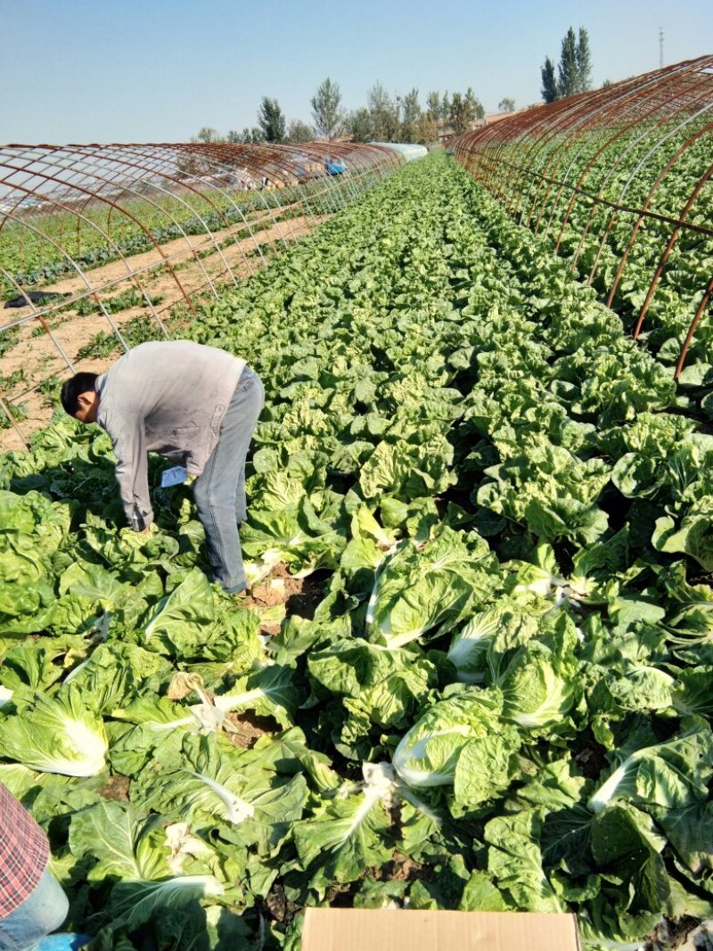 苏北地区精品夏阳白菜大量供应中！欢迎洽谈！