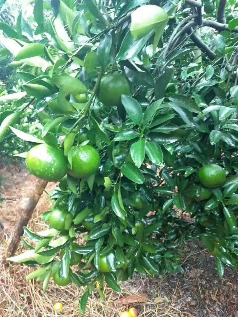 皇帝柑