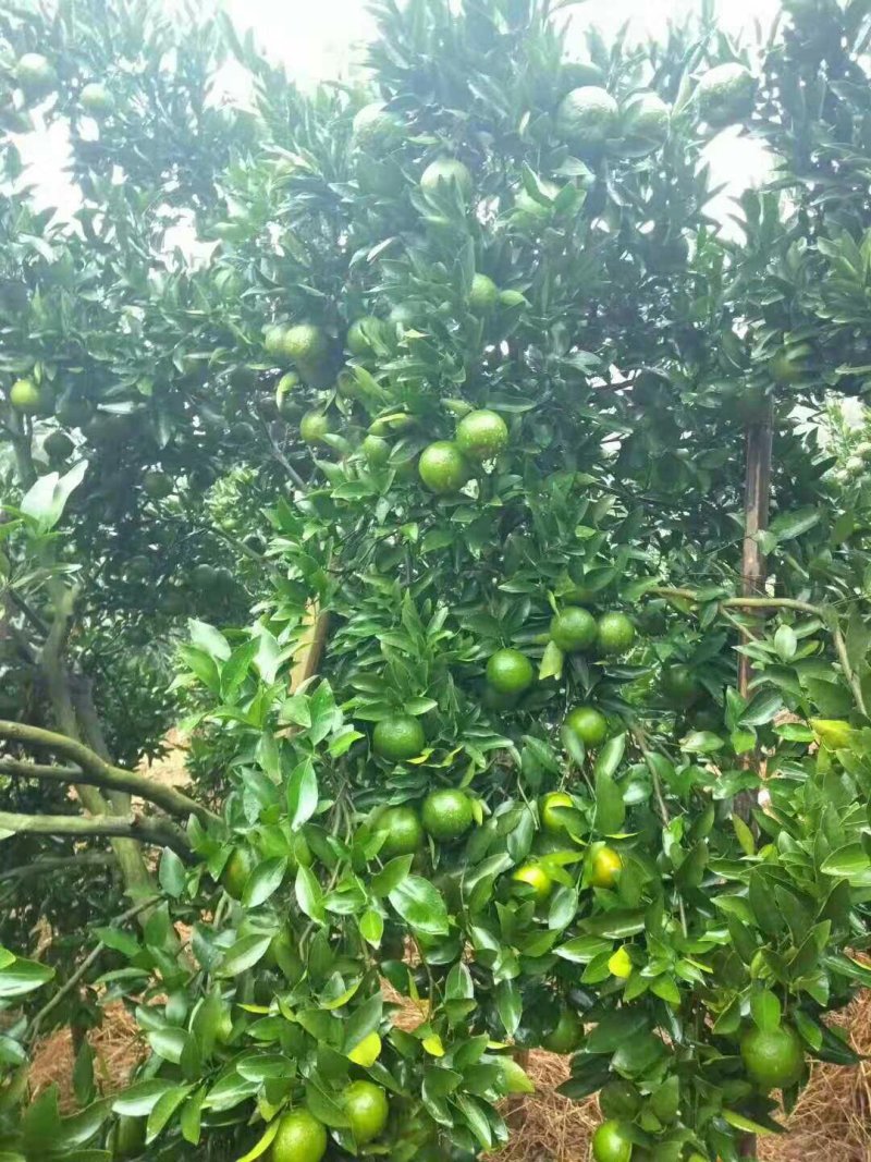 皇帝柑