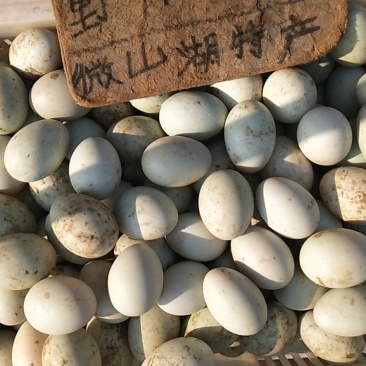 微山湖野鸭蛋