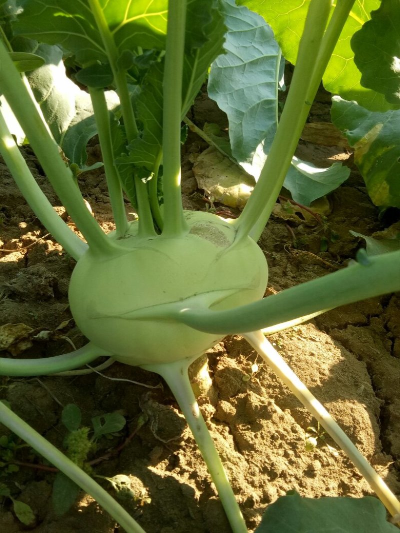 苤蓝