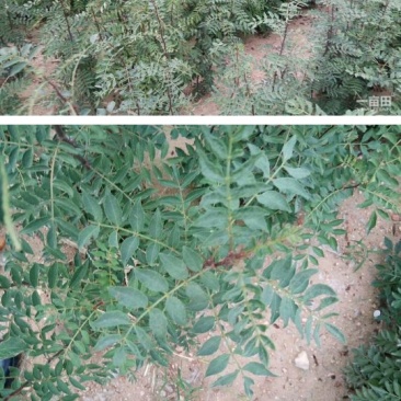 【熟牛蹄筋】吴茱萸苗