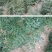 【熟牛蹄筋】吴茱萸苗