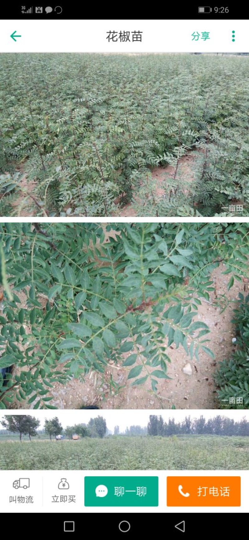 【熟牛蹄筋】吴茱萸苗