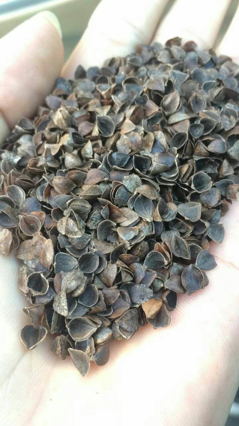 各种规格除尘苦荞壳，荞麦，苦荞皮产地道地药材欢迎下单咨询