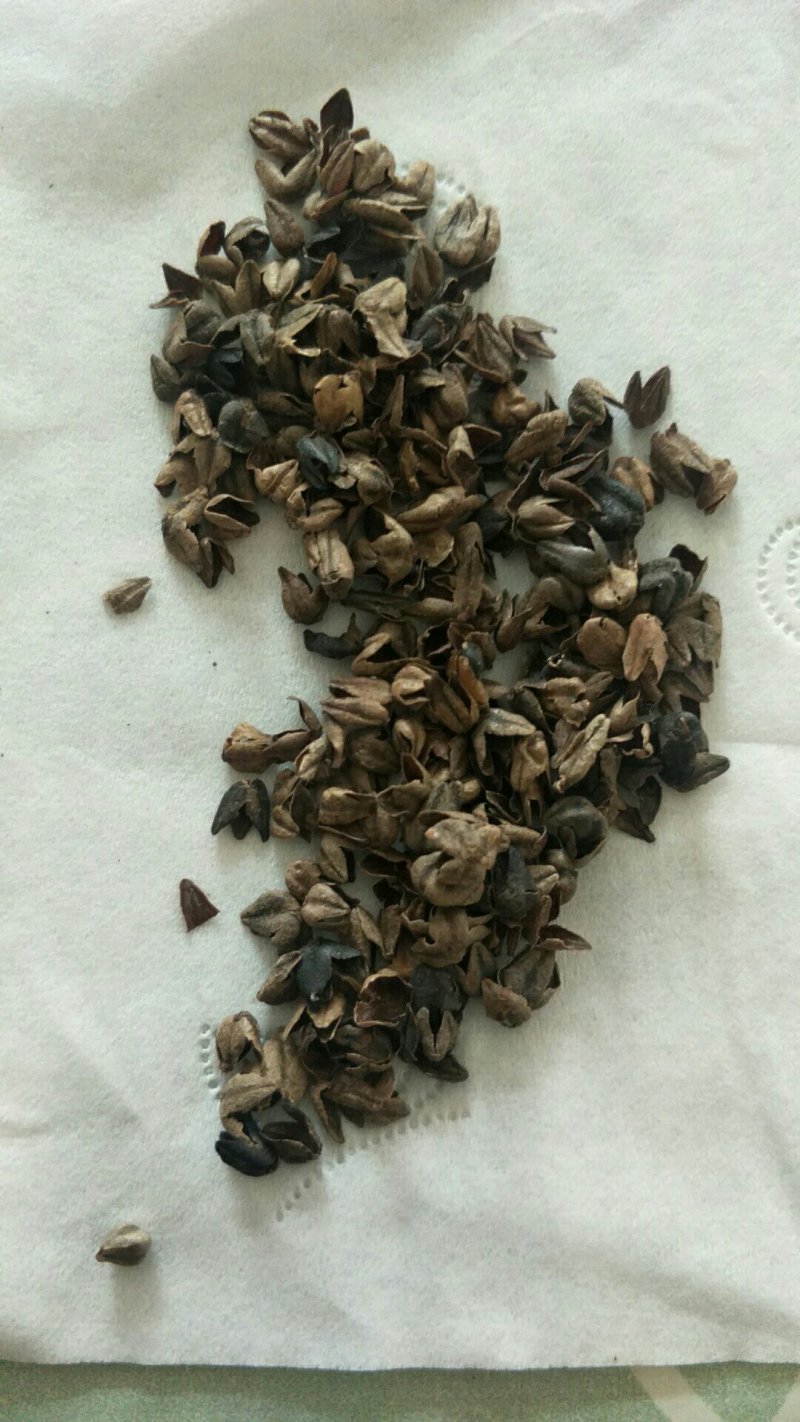 各种规格除尘苦荞壳，荞麦，苦荞皮产地道地药材欢迎下单咨询