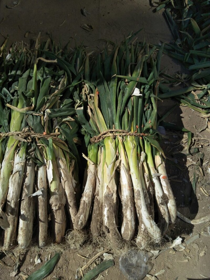 荷兰十五土豆