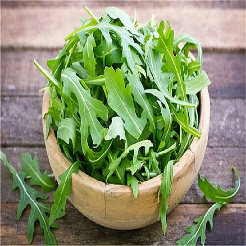 小叶芝麻菜种子进口火箭菜种子高产基地大田特菜发芽率高