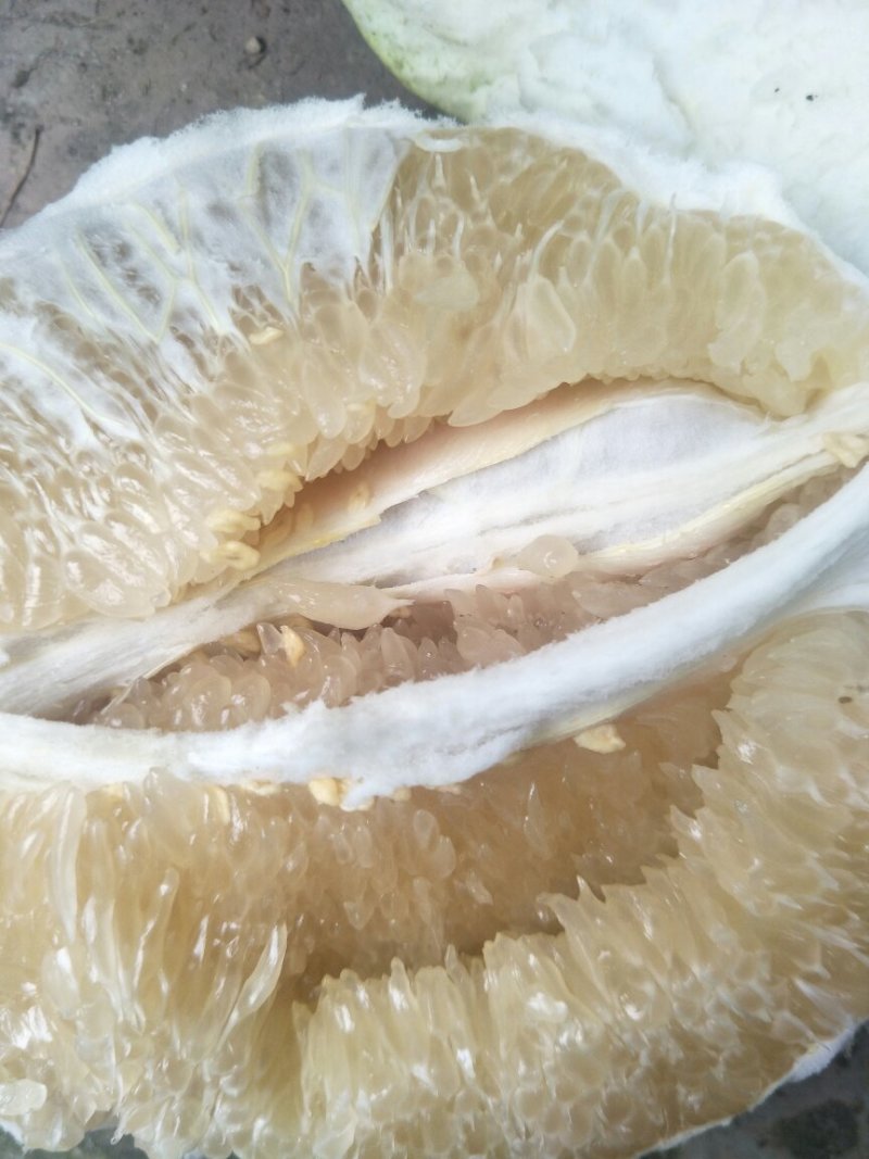 蜜柚