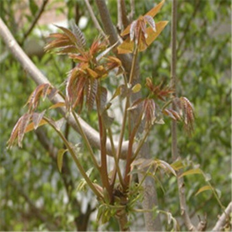 红油6号香椿种子香椿芽苗菜籽芽脆嫩香椿芽种子发芽率高红椿