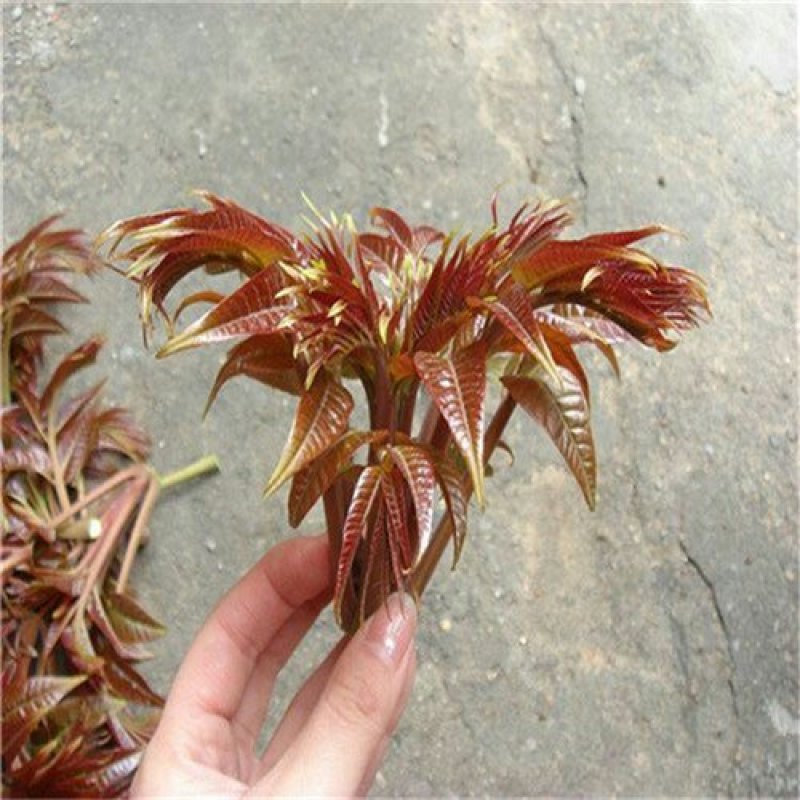 红油6号香椿种子香椿芽苗菜籽芽脆嫩香椿芽种子发芽率高红椿