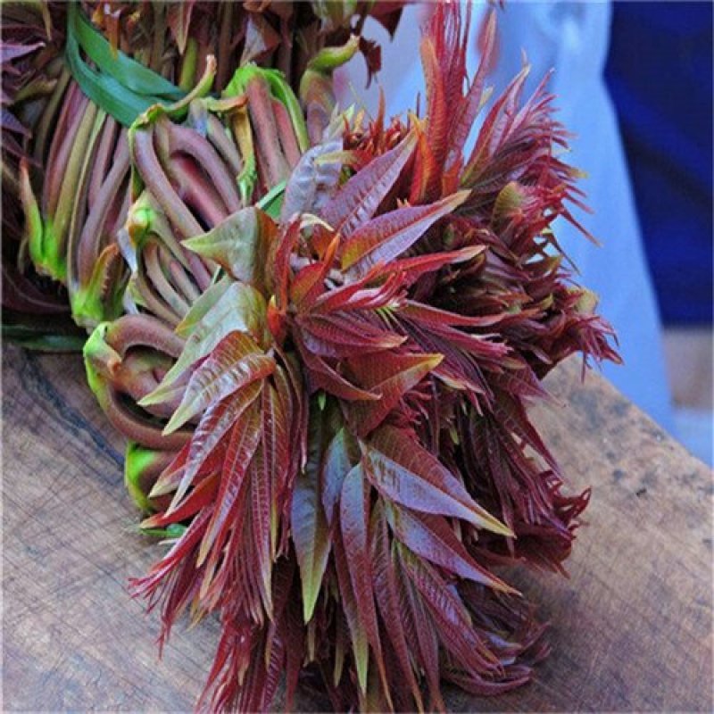 红油6号香椿种子香椿芽苗菜籽芽脆嫩香椿芽种子发芽率高红椿
