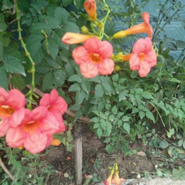 凌霄花木,绿化家庭种植1-3年苗价格便宜