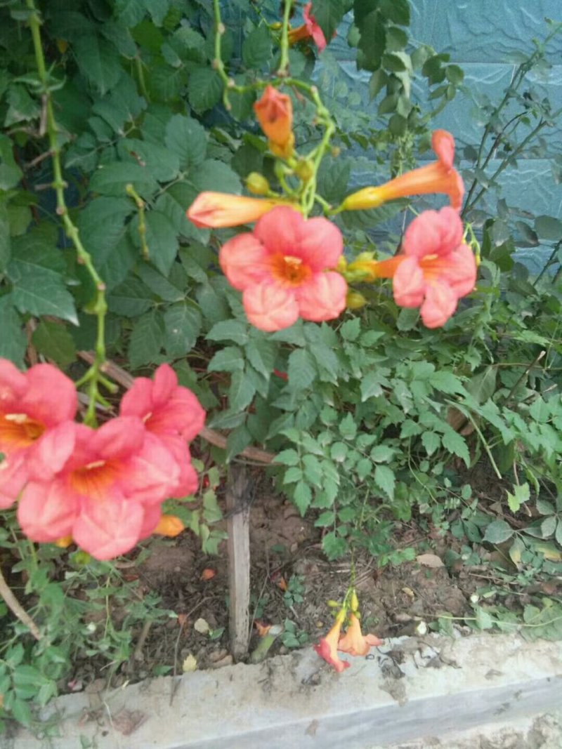 凌霄花木，绿化家庭种植1-3年苗价格便宜