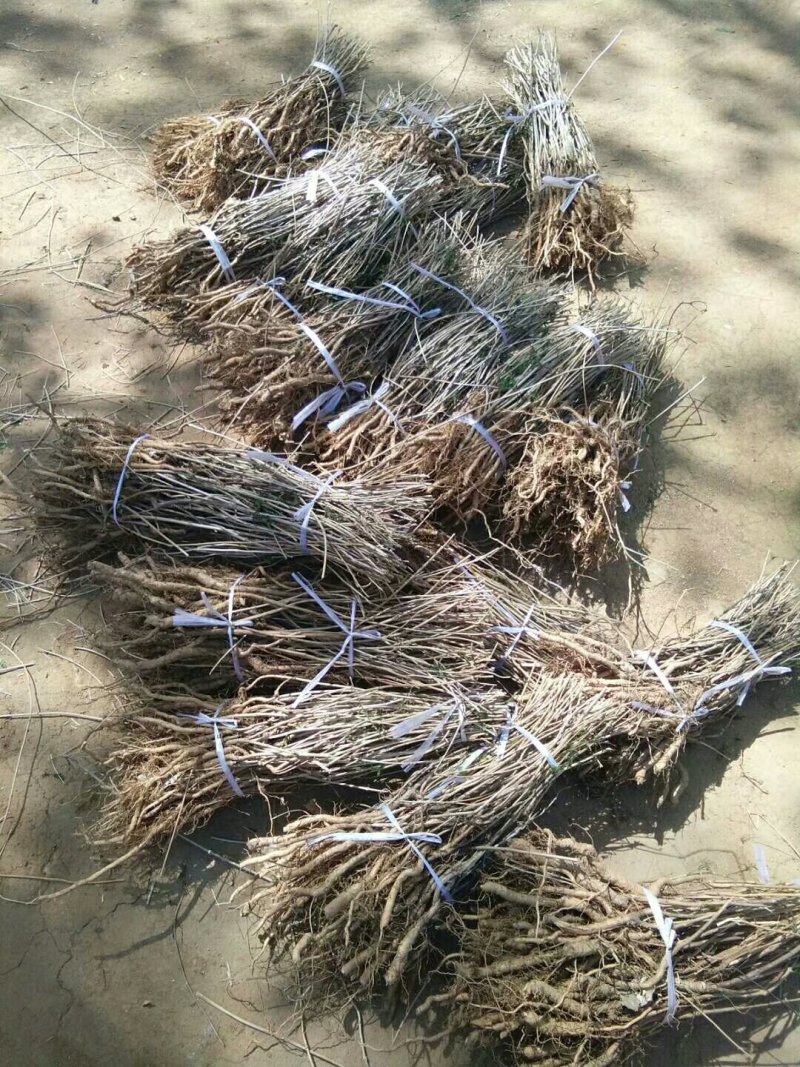 凌霄花木，绿化家庭种植1-3年苗价格便宜