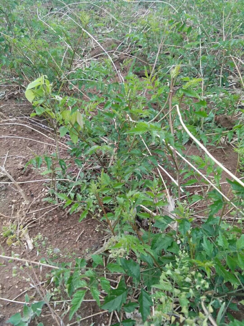 凌霄花木，绿化家庭种植1-3年苗价格便宜
