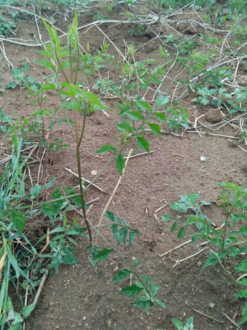 凌霄花木，绿化家庭种植1-3年苗价格便宜