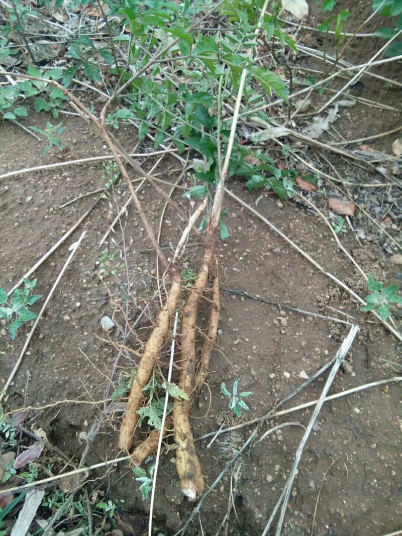 凌霄花木，绿化家庭种植1-3年苗价格便宜