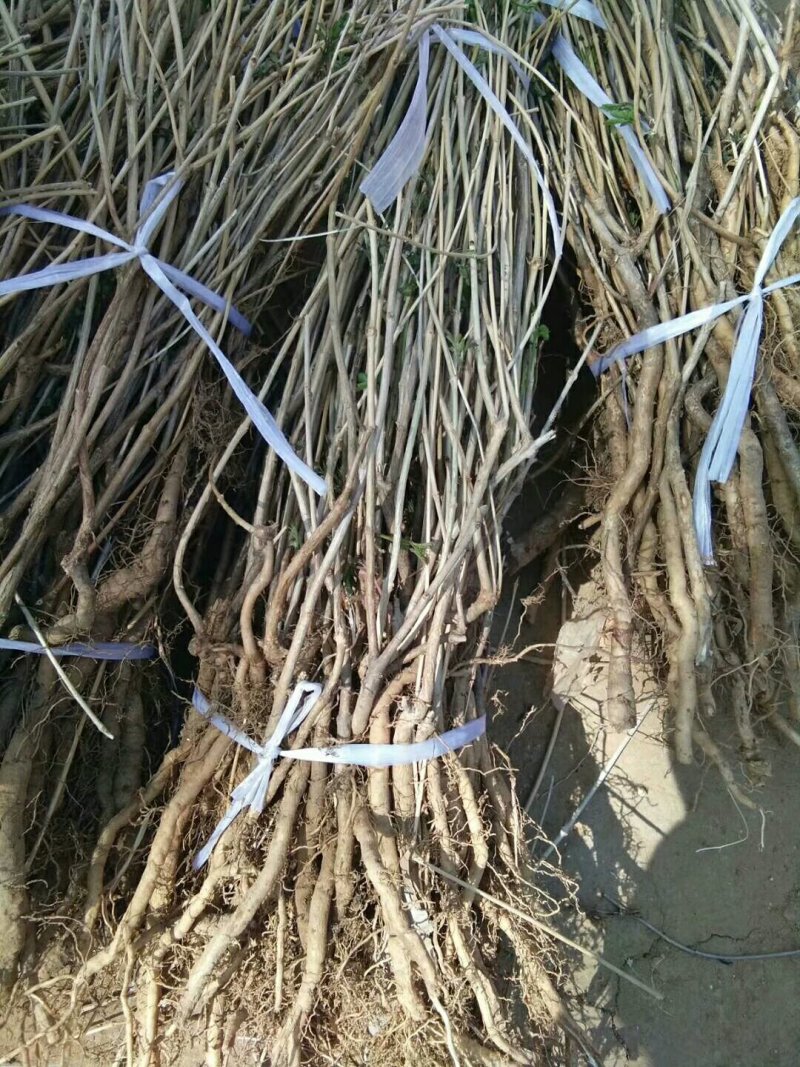 凌霄花木，绿化家庭种植1-3年苗价格便宜