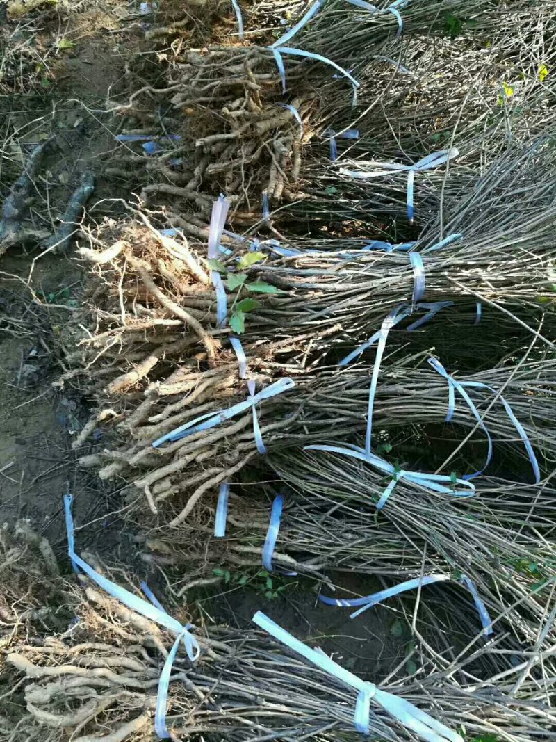 凌霄花木，绿化家庭种植1-3年苗价格便宜