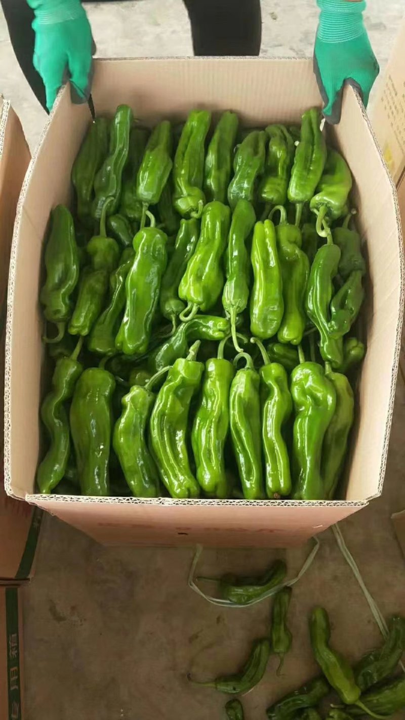 精品鲜辣椒芜湖椒现摘现发一手货源对接批发市场超