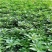救心菜种苗高钙菜苗费菜苗基地直发养心菜苗现挖苗成活率高