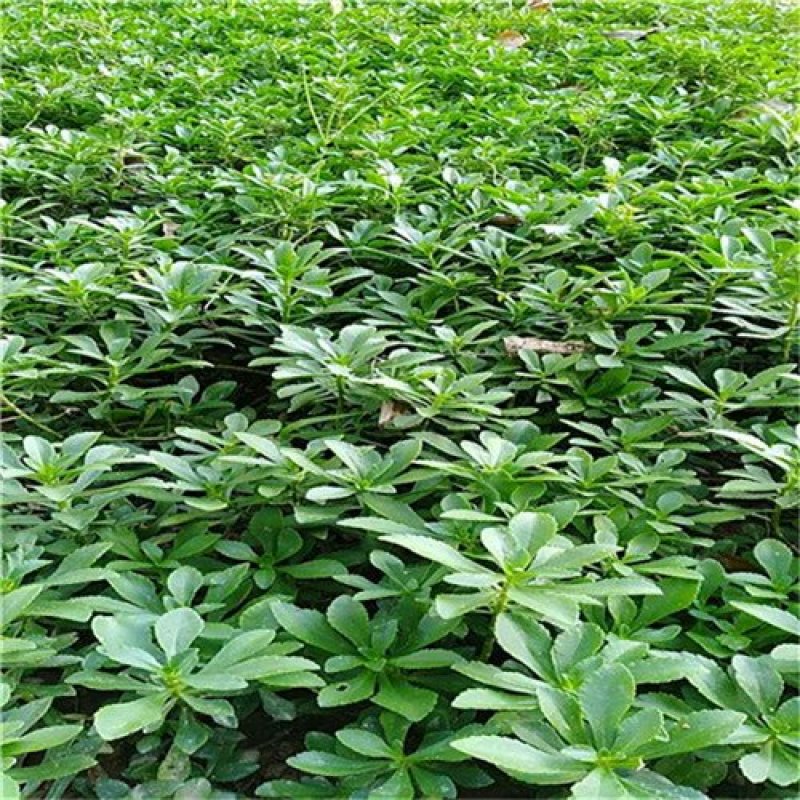 救心菜种苗高钙菜苗费菜苗基地直发养心菜苗现挖苗成活率高