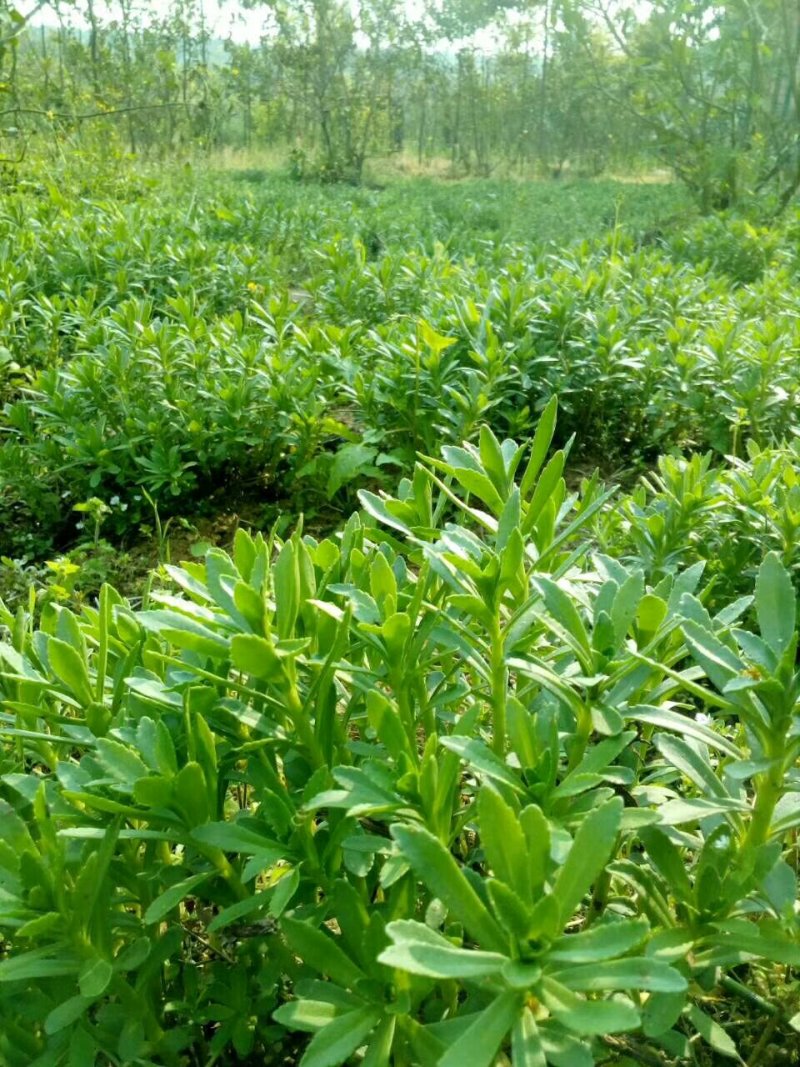 救心菜种苗高钙菜苗费菜苗基地直发养心菜苗现挖苗成活率高