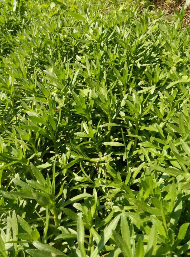 救心菜种苗高钙菜苗费菜苗基地直发养心菜苗现挖苗成活率高