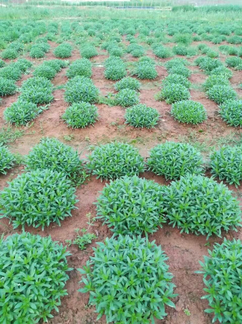 救心菜种苗高钙菜苗费菜苗基地直发养心菜苗现挖苗成活率高