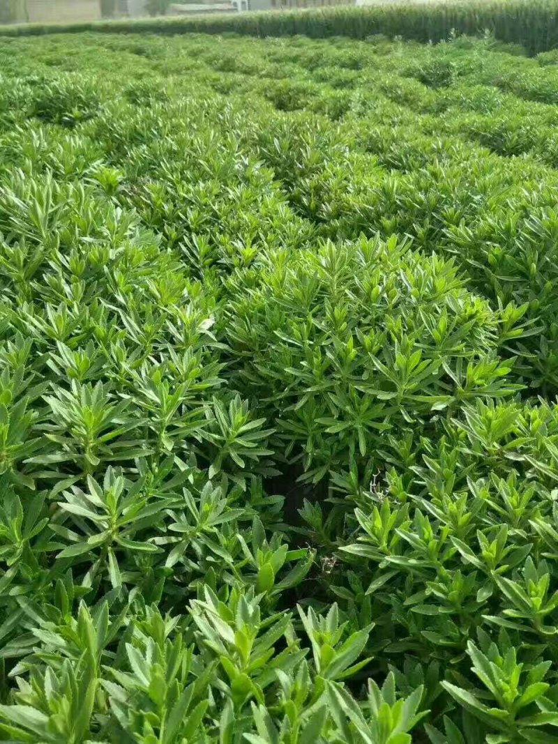 救心菜种苗高钙菜苗费菜苗基地直发养心菜苗现挖苗成活率高