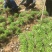 救心菜种苗高钙菜苗费菜苗基地直发养心菜苗现挖苗成活率高