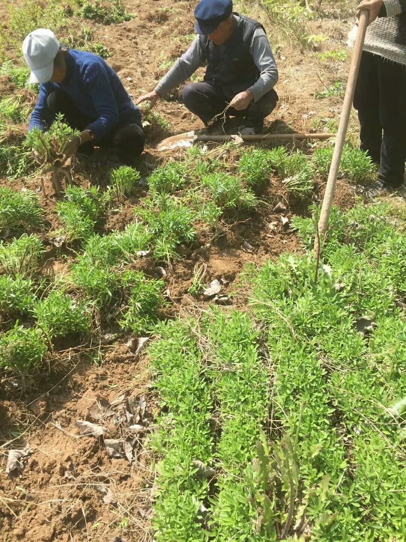 救心菜种苗高钙菜苗费菜苗基地直发养心菜苗现挖苗成活率高