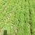 救心菜种苗高钙菜苗费菜苗基地直发养心菜苗现挖苗成活率高
