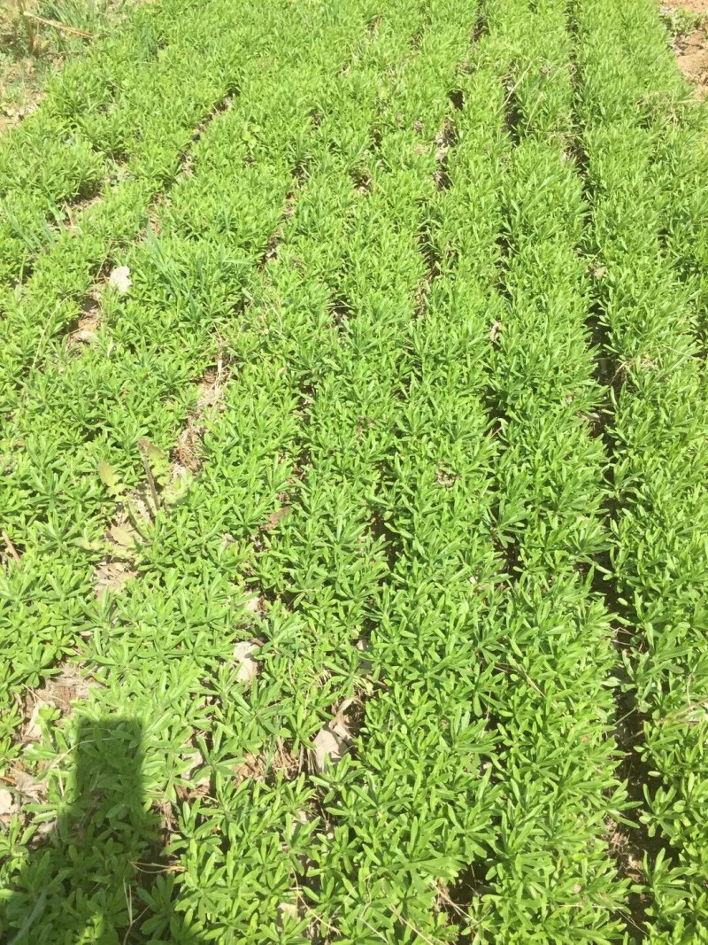 救心菜种苗高钙菜苗费菜苗基地直发养心菜苗现挖苗成活率高