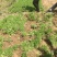 救心菜种苗高钙菜苗费菜苗基地直发养心菜苗现挖苗成活率高