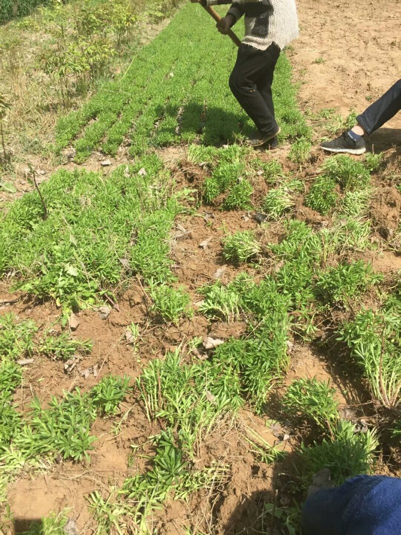 救心菜种苗高钙菜苗费菜苗基地直发养心菜苗现挖苗成活率高