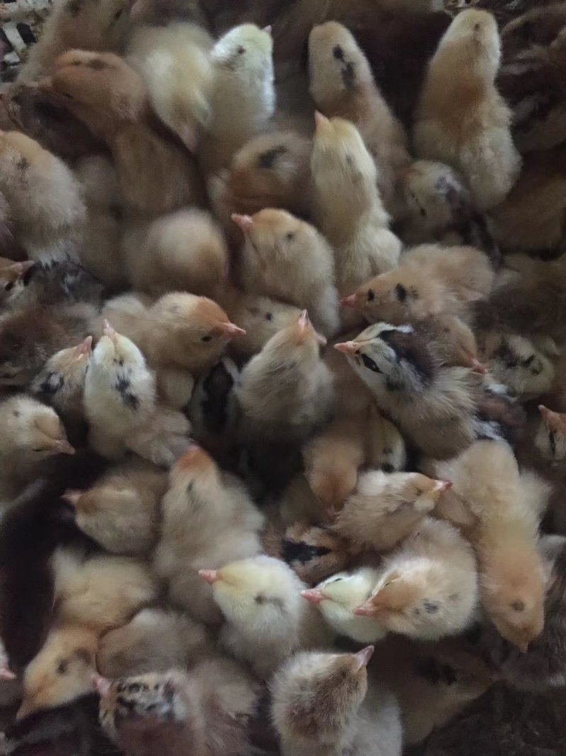 常年出售各种鸡鸭鹅苗高价回收