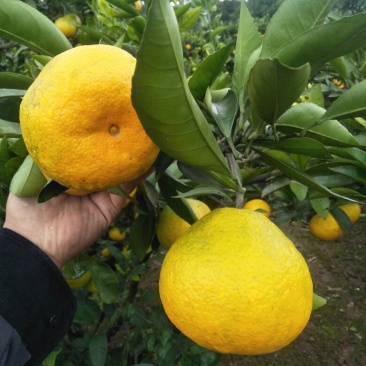 蜜桔
