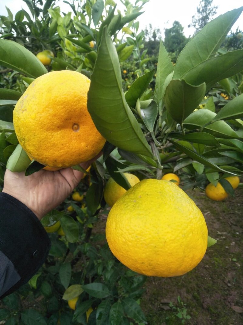 蜜桔