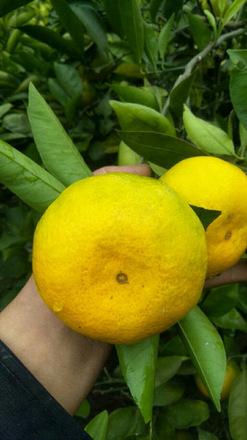 蜜桔