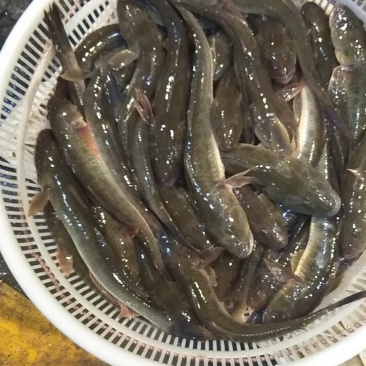 沙逛鱼