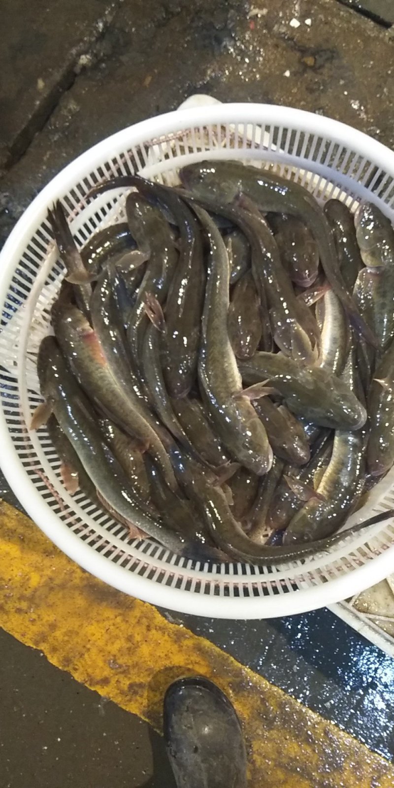 沙逛鱼