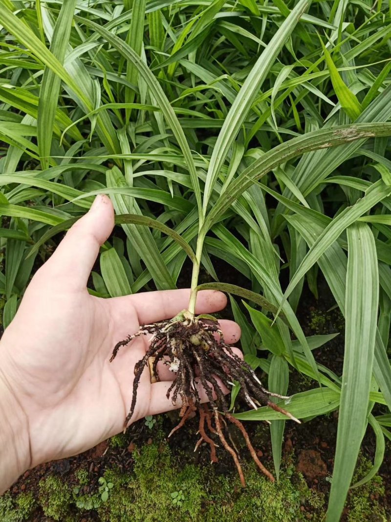 紫花三叉白芨
