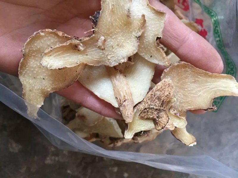 紫花三叉白芨