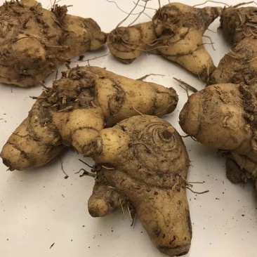 紫花三叉白芨